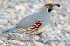 Arizona-Lake Havasu City Male Gambels quail close-up Art Print
